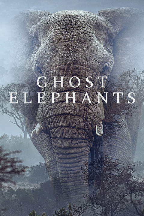 Ghost Elephants